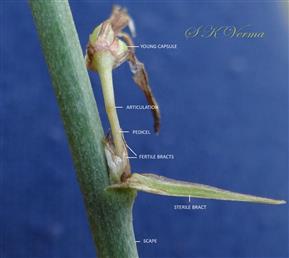  Sterile and Fertile bracts